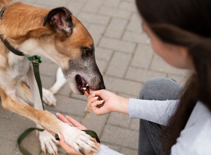 Dog on a leash with its handler